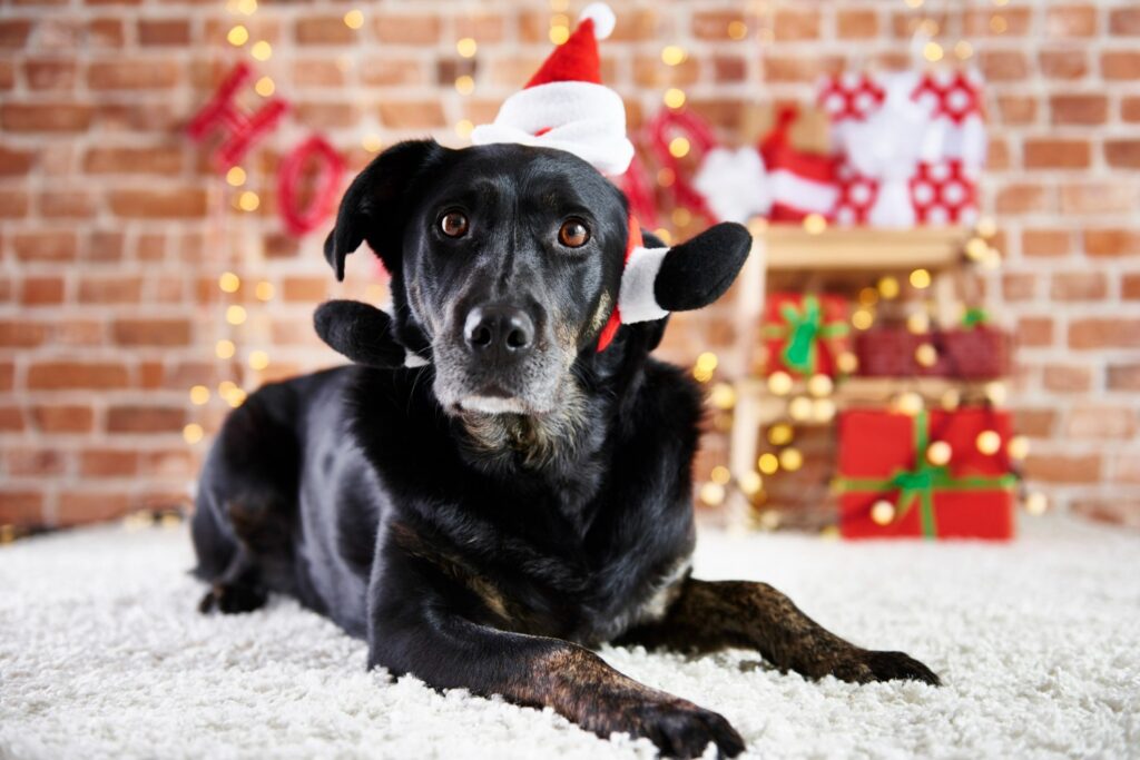 Encontro Pet de Natal anima o Amazonas Shopping neste sábado (13)