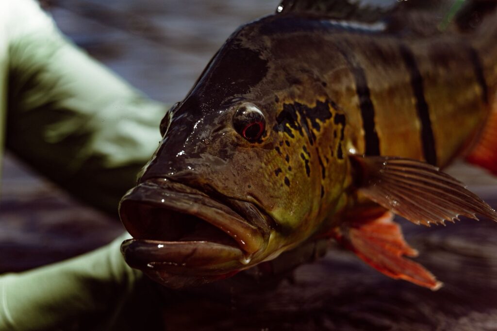 Inspirada na Amazônia, exposição sobre pesca esportiva estreia em Manaus
